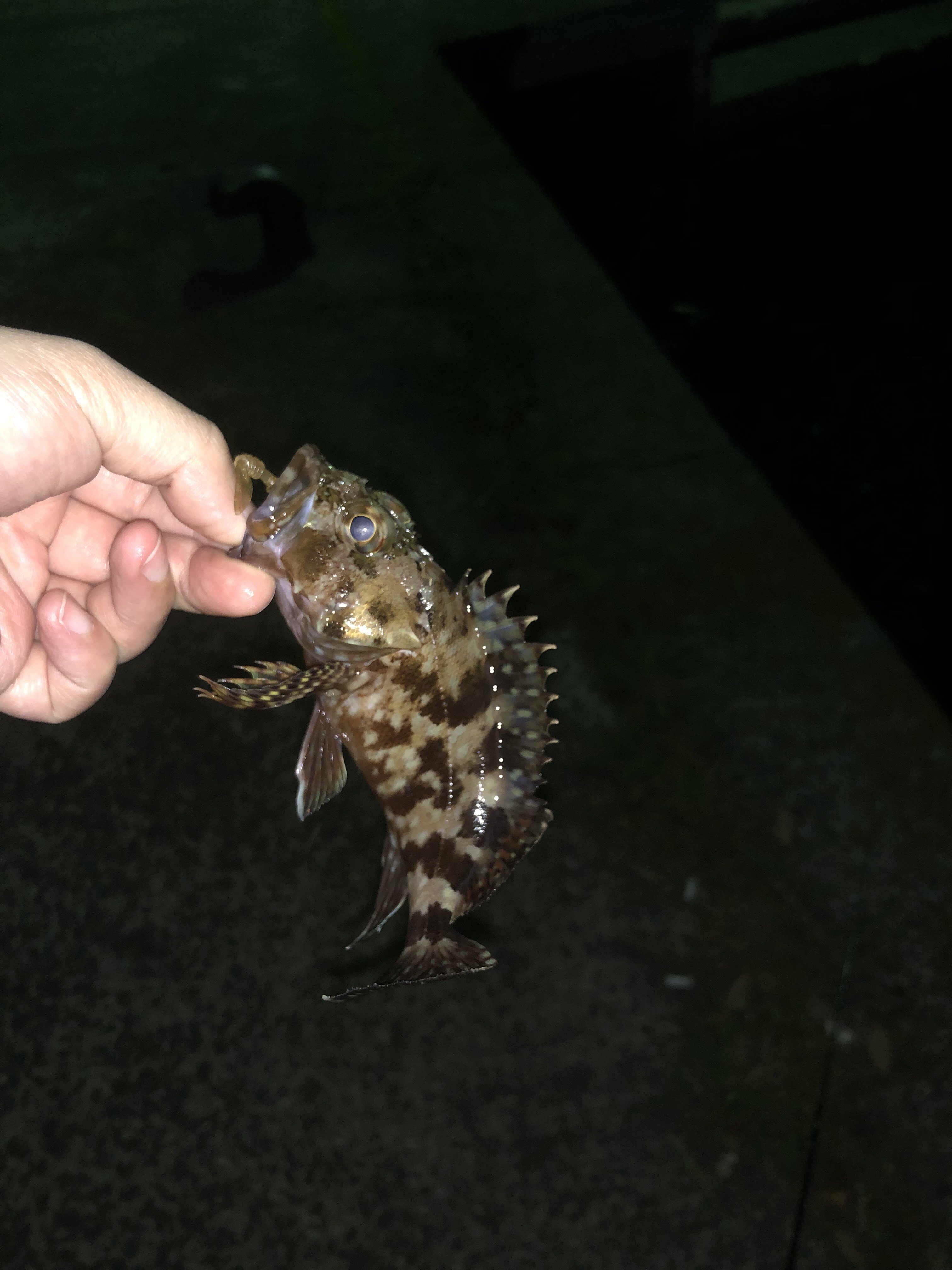 接待釣りに行ってきました！